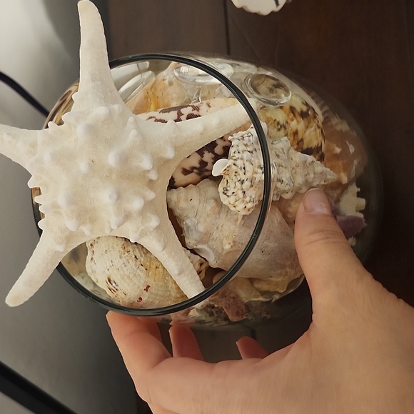 Shells - Picture 2 of 3